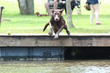 A dog launches from the dock at Steve Plunkett's west London property during the Bark in the Park festival on Sunday, June 9, 2019. Hundreds of dog owners and their pooches packed the Elviage Drive property for the annual event that featured performances by Ultimutts Stunt Dog Show and Cruisin’ Paws Agility, a course through which dogs chase a mechanical lure, an off-leash pond, a silent auction and food vendors. Proceeds support surrendered and neglected animals in the London region. (DALE CARRUTHERS, The London Free Press)
