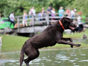 A dog catches some air off the dock at Steve Plunkett's west London property during the Bark in the Park festival on Sunday, June 9, 2019. Hundreds of dog owners and their pooches packed the Elviage Drive property for the annual event that featured performances by Ultimutts Stunt Dog Show and Cruisin’ Paws Agility, a course through which dogs chase a mechanical lure, an off-leash pond, a silent auction and food vendors. Proceeds support surrendered and neglected animals in the London region. (DALE CARRUTHERS, The London Free Press)