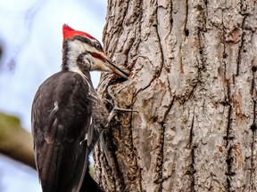 The pileated woodpecker is one of the most glamorous species that can be seen at Springwater Conservation Area in east Elgin County.         DON WEBB/SPECIAL TO POSTMEDIA NEWS