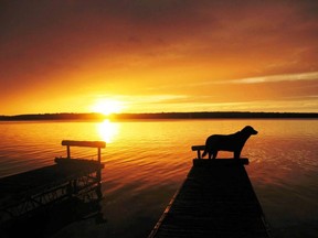 Cisco keeps a watch as another day ends at Bass Lake Provincial Park. (Jim Fox photo)