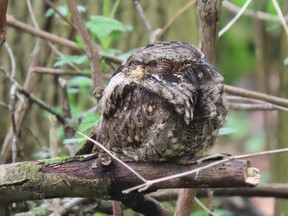 The State of Canada's Birds report was published this month by the North American Bird Conservation Initiative in Canada. Populations of aerial insectivores such as this eastern whippoorwill are in rapid decline. Shorebird and grassland bird populations are also falling. PAUL NICHOLSON/SPECIAL TO POSTMEDIA NEWS