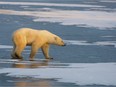 A polar bear walks on the frozen tundra near Churchill, Man. waiting for Hudson Bay to freeze over.