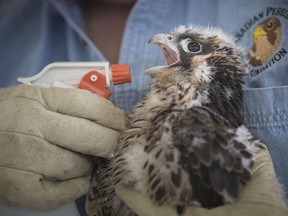 A young Peregrine Falcon is banded by a volunteer with the Canadian Peregrine Foundation under the Ambassador Bridge on June 8, 2019.