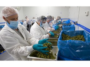 Employees process cannabis at Entourage's Strathroy facility in this file photo. The company that used to be called WeedMD has launched a campaign to raise money for Canadians seeking pardons for pot possession convictions prior to 2018 when recreational marijuana became legal. (London Free Press file photo)