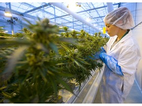 Heidi Friedel Caudle of WeedMD trims a nearly ready crop of marijuana at its facility near Strathroy. (Mike Hensen/The London Free Press)