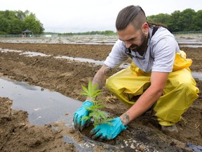 Drayson Bridge, of St. Thomas, plants a marijuana clone, one of more than 20,000 destined for WeedMD's farm in Strathroy, west of London.  (Mike Hensen/The London Free Press)