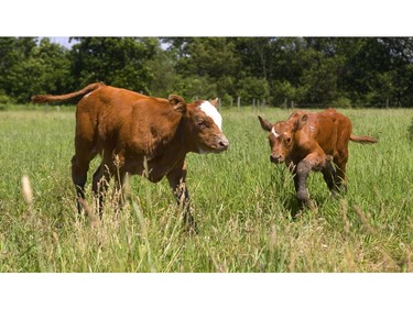 The muddy legs of Simmental calves on the farm of Joe Dickenson,  who farms the heavy clay soil west of Oil Springs, show how wet their pastures are this year. Many farmers in the region are just now finishing up planting soybeans, having given up on corn for the summer, due to the late planting window. Normally farmers hope to have their soybeans in by the May 24 weekend, so they're running about a month behind in the area. (Mike Hensen/The London Free Press)