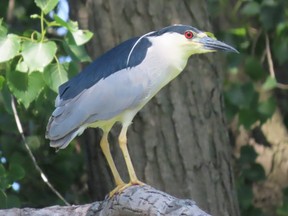 If it has been too long since you have seen a black-crowned night heron, the eBird  database can be mined with ease to find out where recent sightings have been reported in your area. PAUL NICHOLSON/SPECIAL TO POSTMEDIA NEWS