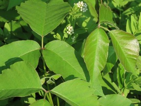 Leaves of three? Let them be! Poison ivy flourishes across Southwestern Ontario. Direct contact with skin can result in a bothersome rash. (PAUL NICHOLSON/Special to Postmedia News)