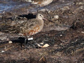 Hudsonian godwits are among the birds that fatten up on the James Bay tidal flats before flying to Uruguay, Argentina, and southern Chile where they overwinter. Some of the godwits are banded and flagged so scientists can learn more about the species’ range and migration routes.  QUINTEN WIEGERSMA /SPECIAL TO POSTMEDIA NEWS