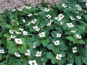 Cornus canadensis