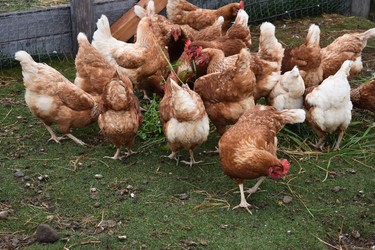 Farm-to-table fresh eggs for breakfast? Wander over to thank Le Germain's hens living next door.
BARBARA TAYLOR The London Free Press