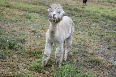 It's sheer delight to commune with alpacas just steps from Le Germain's hotel rooms.
BARBARA TAYLOR The London Free Press