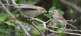 A song sparrow, right, is the surrogate parent to a recently fledged but much larger brown-headed cowbird in south London. Female cowbirds lay their eggs in other birds’ nests and rely on the host birds to tend to incubation and parenting. (Mich MacDougall/Special to Postmedia News)