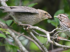 A song sparrow, right, is the surrogate parent to a recently fledged but much larger brown-headed cowbird in south London. Female cowbirds lay their eggs in other birds’ nests and rely on the host birds to tend to incubation and parenting. (Mich MacDougall/Special to Postmedia News)