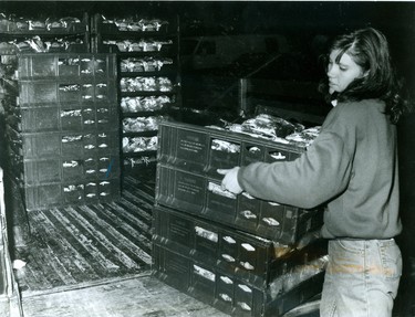 Jane Roy, assistant director of the London and Area Food Bank, unloads a supply of bread on Friday, the bread is donated weekly by Dempster's. (November 23, 1990)