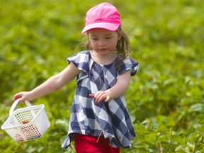 Ella Cann, 3 walks out of the Heeman's U-Pick strawberry field with a few berries in her basket, and some evidence of snacking on her face and hands. Photograph taken on Tuesday July 9, 2019.  Mike Hensen/The London Free Press/Postmedia Network