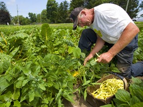 John Roberts picks yellow beans while his brother James (not visible) picks green beans at their fruit and vegetable farm on Adelaide Street at 8 mile road in London, Ont.  The crop is about 3 weeks late due to the late spring and wet weather but the bean harvest looks great, John said. Photograph taken on Thursday July 18, 2019.  Mike Hensen/The London Free Press