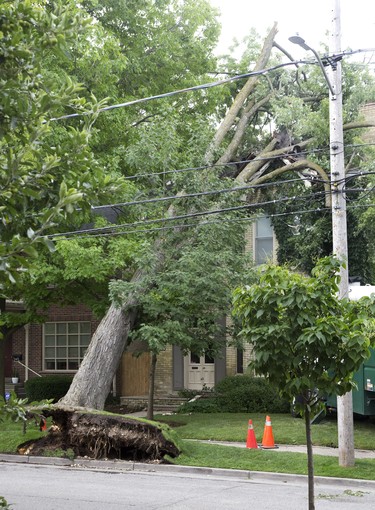 Saturday night's storm caused this tree to fall onto a house at 235 Hyman Street in London, Ont. (Derek Ruttan/The London Free Press)