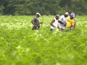 Workers this week hoe a large field of industrial hemp being grown by Gubbels Farms of Strathroy near Delaware southwest of London in former tobacco fields.  Mike Hensen/The London Free Press/Postmedia Network