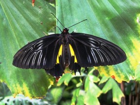 The golden birdwing butterfly rests on a tropical plant at the Cambridge Butterfly Conservatory. The conservatory is hosting Outdoor Butterfly and Bug Hunt Weekend this weekend. (Jim Fox photo)