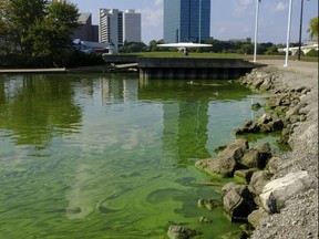 Blue-green algae from Lake Erie appears in the boat basin at International Park in Toledo, Ohio, in this 2017 file photo.