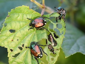 Only about a centimetre in length, the Japanese beetle is capable of destroying fruit trees, shrubs, ornamental vines, vegetables and field crops.