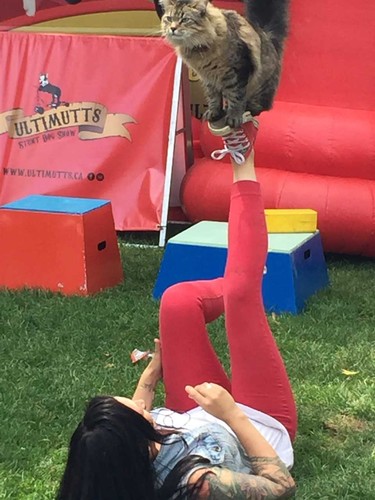 London animal trainer Melissa Millett, founder and owner of Ultimutts, performs with her famous feline, Tonic, who starred as the Church in this year's remake of the film Pet Sematary, at London Ribfest and Craft Beer Festival. (JOE BELANGER, The London Free Press)