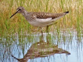 Solitary sandpipers are among the shorebirds that migrate through Southern Ontario in August. PAUL NICHOLSON/SPECIAL TO POSTMEDIA NEWS