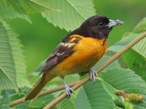 Enjoy our Baltimore orioles now. Almost all will have flown south to Florida and Central and South America by mid-September.         PAUL NICHOLSON/SPECIAL TO POSTMEDIA NEWS