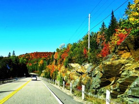 Algonquin park will soon display its vibrant colours with the fall leaf spectacle. (Barbara Fox photo)