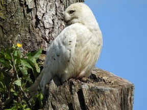 This snowy owl has been observed southeast of Ilderton through August. Snowies are typically seen between December and March in Middlesex County. LIZ DUBOIS/SPECIAL TO POSTMEDIA NEWS