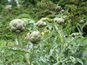 Globe artichoke plants become showy with laden with big bulbs.