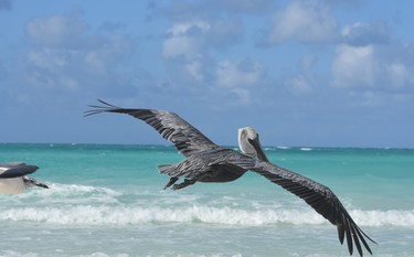 Photographing or simply watching pelicans fly by or swoop into the sea to catch fish is a visual treat from the beach of Sanctuary at Grand Memories resort at Santa Maria.
BARBARA TAYLOR/THE LONDON FREE PRESS