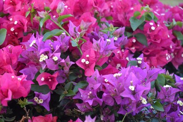 Beautiful Bougainvillea flowers line the pathways of Grand Memories, Santa Maria. 
BARBARA TAYLOR/THE LONDON FREE PRESS
