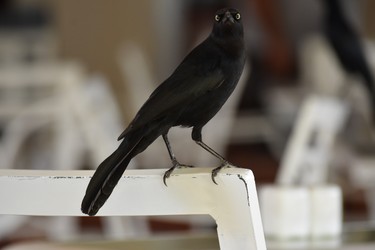 This grackle eyes patrons at an open-air diningroom of Grand Memories resort, waiting for a chance at a leftover snack before servers clear the table.
BARBARA TAYLOR/THE LONDON FREE PRESS