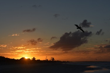 Yes, the pelicans also oblige flying high at sunset on the Cuban beach.
BARBARA TAYLOR/THE LONDON FREE PRESS