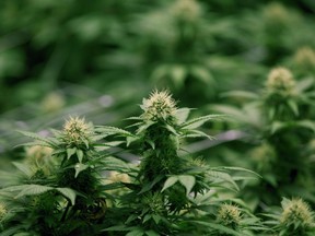 Cannabis plants. File Photo