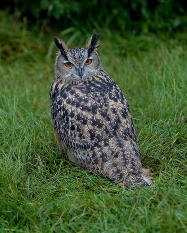 Eurasian Eagle Owl.