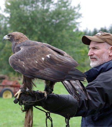 Golden Eagle.