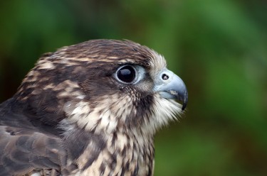 Gyr-Saker Hybrid.