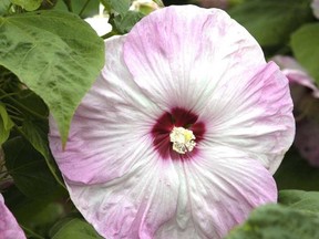 Southern Bell hibiscus