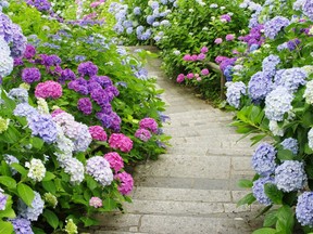 Hydrangeas