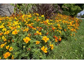 Marigolds in bloom at the Civic Gardens are a natural insect repellent. (Derek Ruttan/The London Free Press)