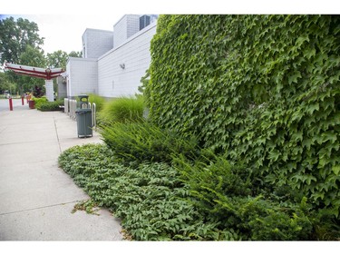 Bush honeysuckle is the lush groundcover at Kinsmen Arena with Virginia creeper growing on the exterior wall. (Derek Ruttan/The London Free Press)