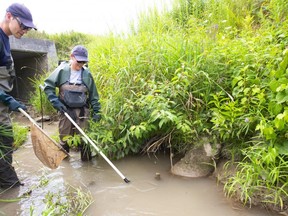 Mike Funk and Michelle Fletcher use electrofishing to sample a section of Medway Creek north of London on Monday. Electrofishing, ie. using a weak electrical current to stun the fish, allows the scientists of the Upper Thames River Conservation Authority to count how many fish are living in a section of the river, and that helps them determine the health of the river. Funk says it is just one tool the UTRCA uses to check on water quality in the area. Mike Hensen/The London Free Press/Postmedia Network