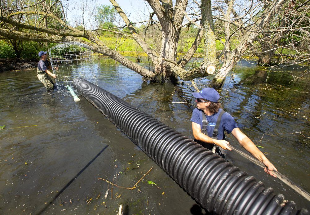 Conservation authority baffles beavers to save city infrastructure ...