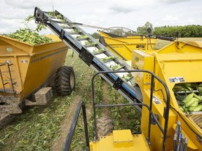 Sweet corn is harvested by John Bradish of Glanworth on Gideon Drive on Monday. The corn is destined for the Ingersol Bonduelle plant where it will be blanched and flash frozen within 4 1/2 hrs of being harvested, said Jennifer Thompson of Bonduelle. Bonduelle grows around 35,000 acres of processing vegetables for well-known brands. (Mike Hensen/The London Free Press)