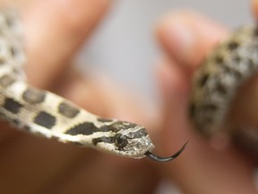 A baby eastern hog-nosed snake, about eight-inches long, shows off the distinctive upturned snout that it uses to dig in soft soil. There were 29 such snakes released Monday in the Thames River watershed, which was a first for the Upper Thames River Conservation Authority. The hog-nosed snake is a threatened species in Ontario, meaning it is likely to become endangered if steps are not taken to address factors threatening it. The most significant threats are habitat loss and fragmentation, and road mortality, Photograph taken on Monday August 26, 2019.  Mike Hensen/The London Free Press