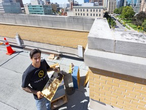 Dan Heffernan of London shows off a frame from one of the two bee hives that are busy making honey on the roof of the Canada Life building on Dufferin Ave. in London, Ont. Even though the former London Life building is in the city's core, honey bees can roam up to about 3 kilometres, making many city and residential flowers potential food sites. Photograph taken on Wednesday August 28, 2019.  Mike Hensen/The London Free Press